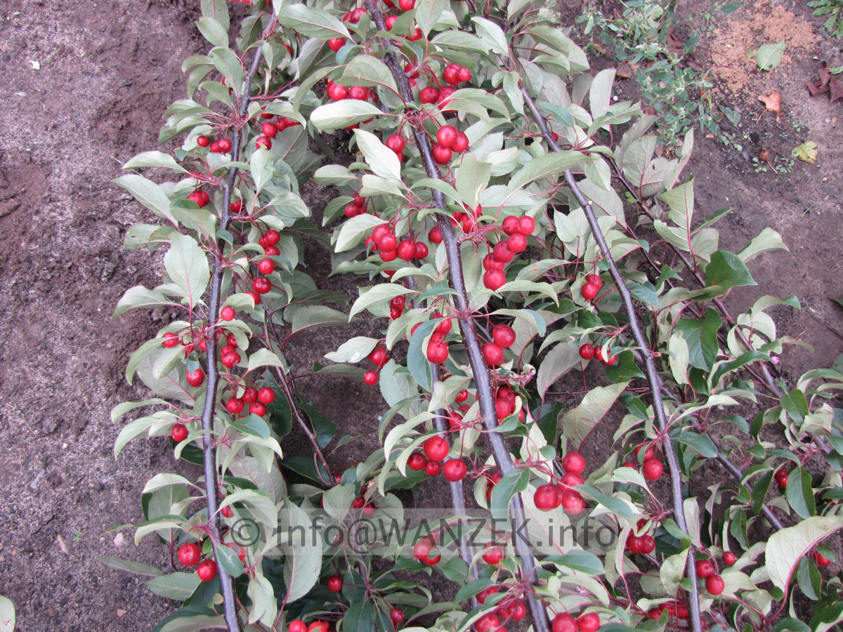 Malus Mokum Fruechte 4.JPG